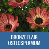 OSTEOSPERMUM - 8" POT