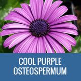 OSTEOSPERMUM - 8" POT