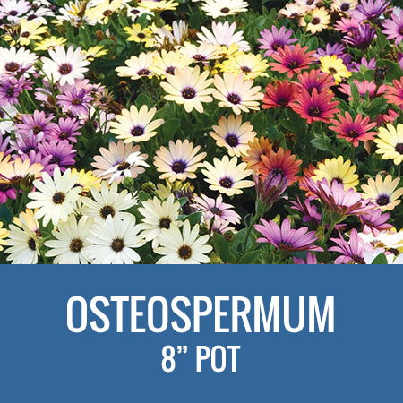 OSTEOSPERMUM - 8" POT