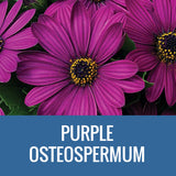 OSTEOSPERMUM - 8" POT