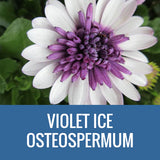 OSTEOSPERMUM - 8" POT