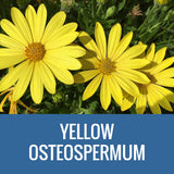 OSTEOSPERMUM - 8" POT