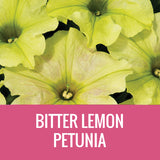 PETUNIA (CRAZYTUNIA) - 8" POT