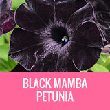 PETUNIA - 8" POT
