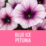PETUNIA - 8" POT