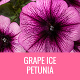 PETUNIA - 8" POT