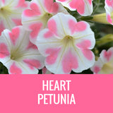 PETUNIA - 8" POT