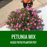 PETUNIA - HUGE PATIO PLANTER- MIXED COMBINATIONS