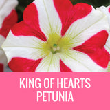 PETUNIA - 8" POT