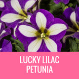 PETUNIA - 8" POT