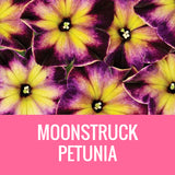 PETUNIA - 8" POT