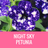 PETUNIA - 8" POT