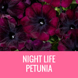 PETUNIA - 8" POT