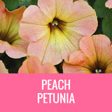 PETUNIA - 8" POT