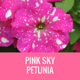 PETUNIA - 8" POT