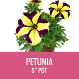 PETUNIA (CRAZYTUNIA) - 5" POT