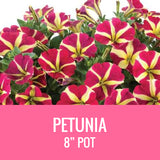 PETUNIA - 8" POT