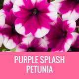 PETUNIA - 8" POT