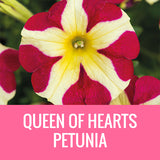 PETUNIA - 8" POT