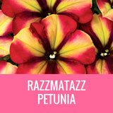 PETUNIA - 8" POT