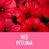 PETUNIA - 8" POT