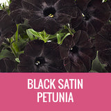 PETUNIA (CRAZYTUNIA) - 8" POT