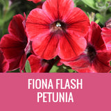 PETUNIA (CRAZYTUNIA) - 8" POT