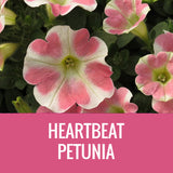 PETUNIA (CRAZYTUNIA) - 8" POT