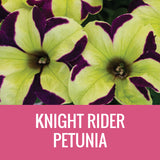 PETUNIA (CRAZYTUNIA) - 5" POT