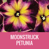 PETUNIA (CRAZYTUNIA) - 5" POT