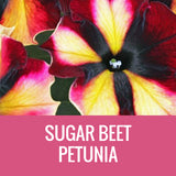 PETUNIA (CRAZYTUNIA) - 5" POT