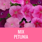 PETUNIA - 36 PLANT FLAT