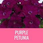 PETUNIA - 36 PLANT FLAT