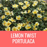 PORTULACA - 5" POT