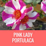 PORTULACA - 5" POT