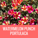 PORTULACA - 5" POT