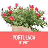 PORTULACA - 5" POT
