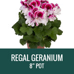 GERANIUM (Regal Geranium) - 8" POT