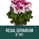 GERANIUM (Regal Geranium) - 8" POT
