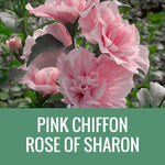ROSE OF SHARON (HIBISCUS) - 3 GALLON POT