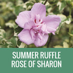 ROSE OF SHARON (HIBISCUS) - 3 GALLON POT