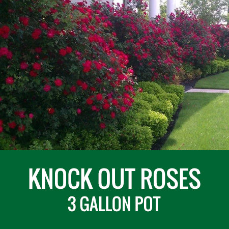 ROSES (KNOCK OUT DOUBLE) - 3 GALLON POT