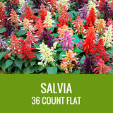 SALVIA - 36 PLANT FLAT