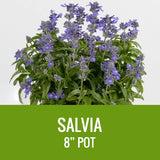 SALVIA - 8" POT