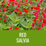 SALVIA - 8" POT
