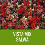 SALVIA - 36 PLANT FLAT