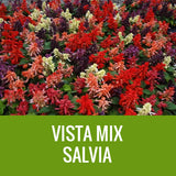 SALVIA - 36 PLANT FLAT