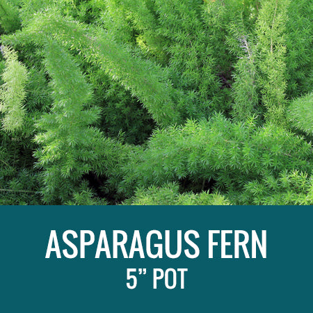 ASPARAGUS FERN - 5" POT