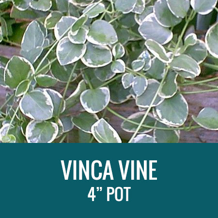 VINCA VINE - 4" POT