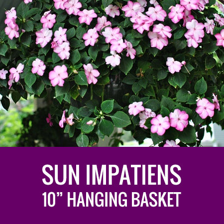 IMPATIENS (SunPatiens) - 10" HANGING BASKET
